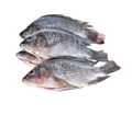 Whole Gutted and Scaled Tilapia (500g–800g)